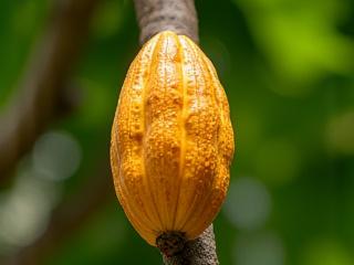 Cacao pod on a leafy branch, symbolizing connection to nature